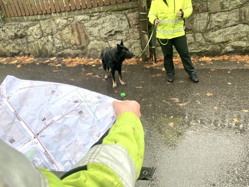 Karta sökhund och hundförare på en regnig gata med höstlöv