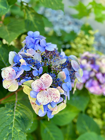 Hortensia i lila blått och rosa